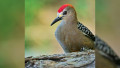 Birdwatching Tour