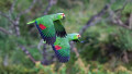 Birdwatching Tour