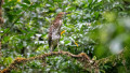 Tour de Avistamiento de Aves