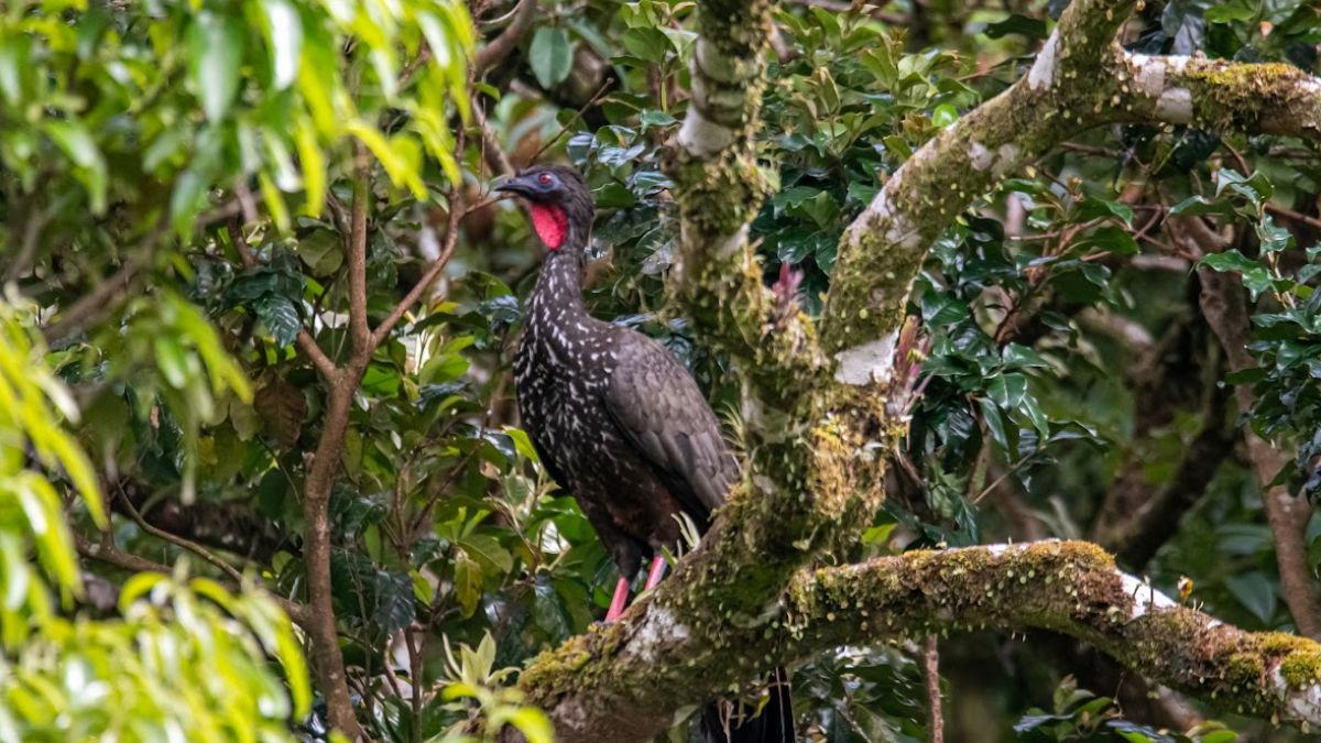 Tour de Avistamiento de Aves
