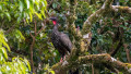 Birdwatching Tour