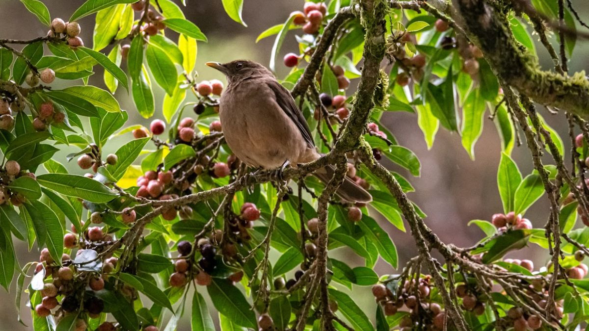 Birdwatching Tour