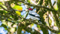 Birdwatching Tour