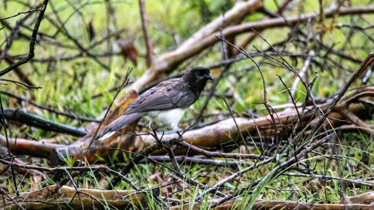 Birdwatching Tour