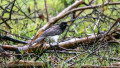 Birdwatching Tour