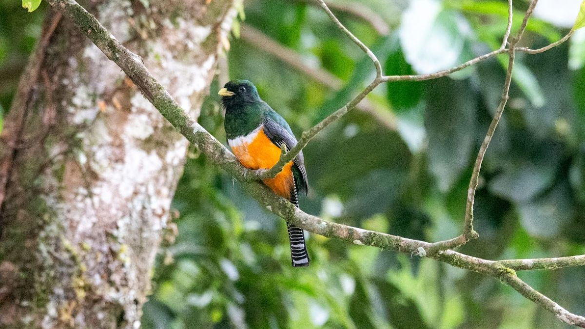 Birdwatching Tour