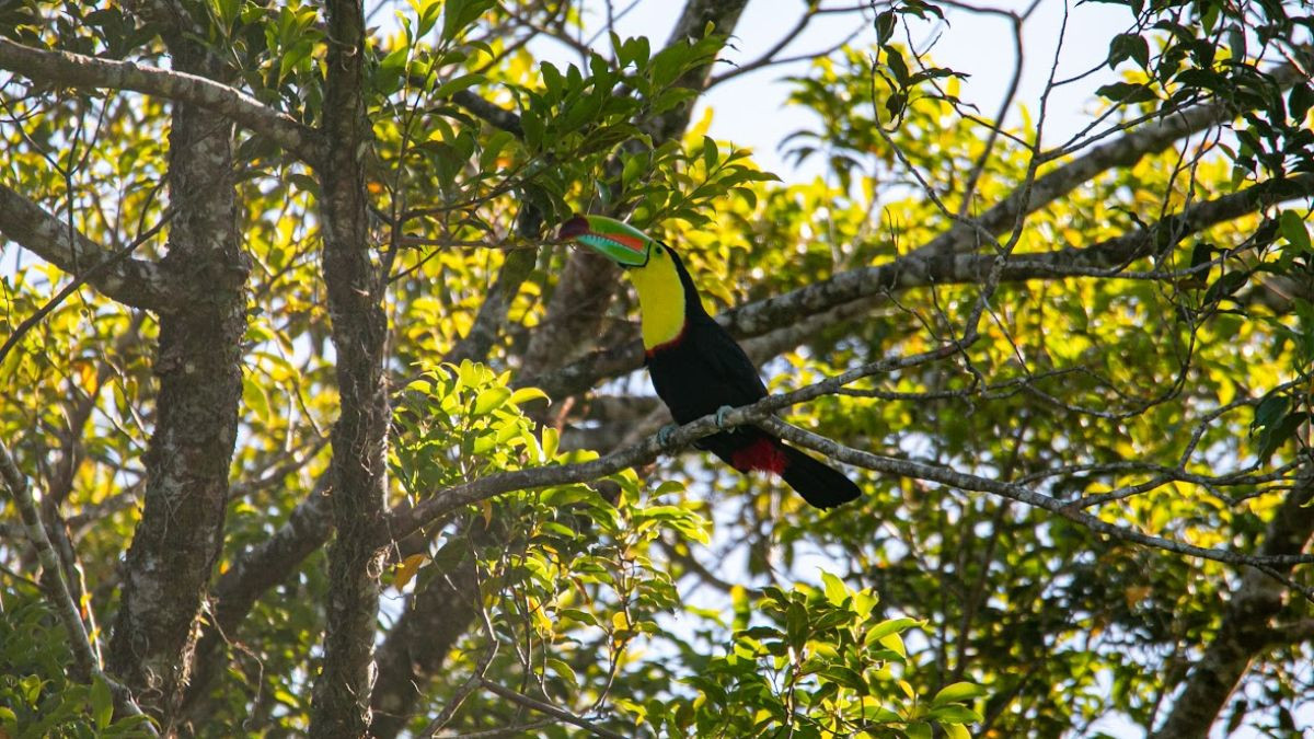 Birdwatching Tour