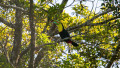 Tour de Avistamiento de Aves