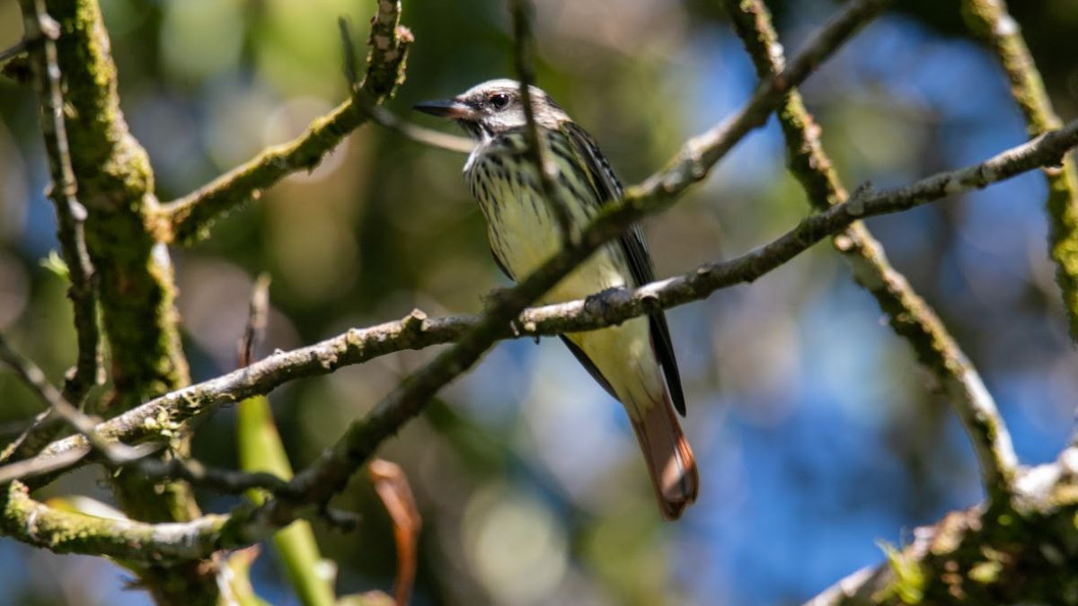Birdwatching Tour