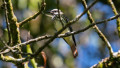 Birdwatching Tour