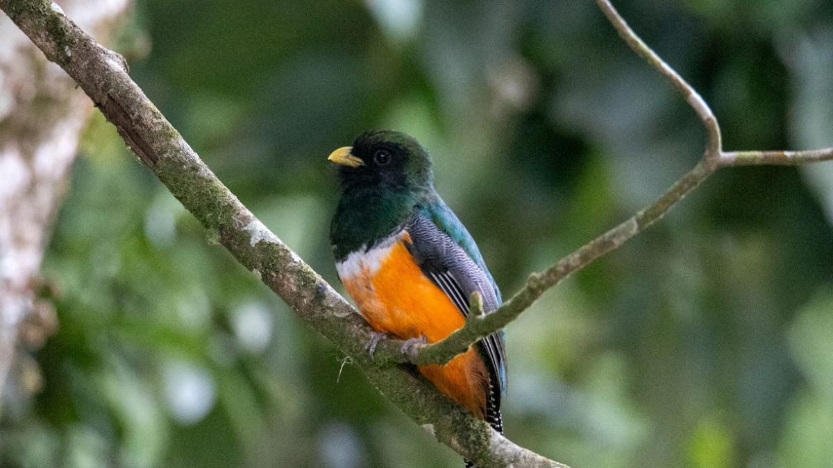 Birdwatching Tour