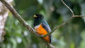 Tour de Avistamiento de Aves