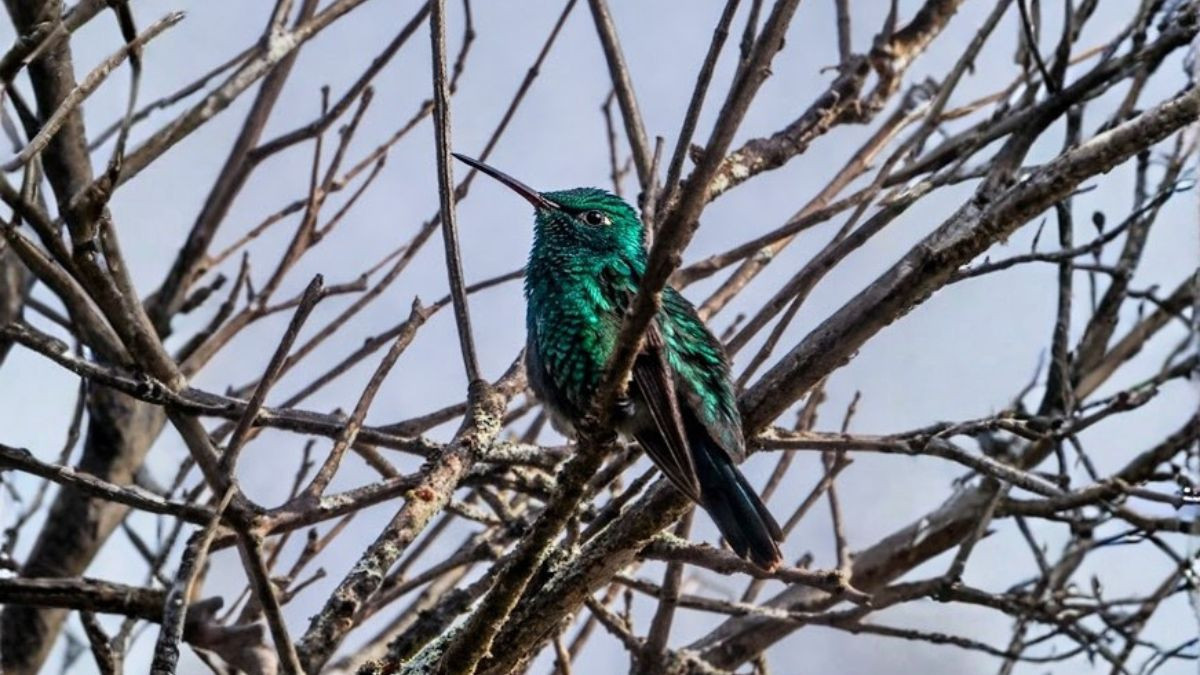 Birdwatching Tour