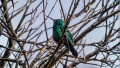 Birdwatching Tour
