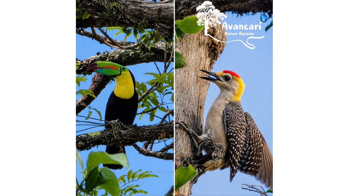 Birdwatching Tour