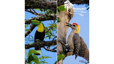 
              Birdwatching Tour
              