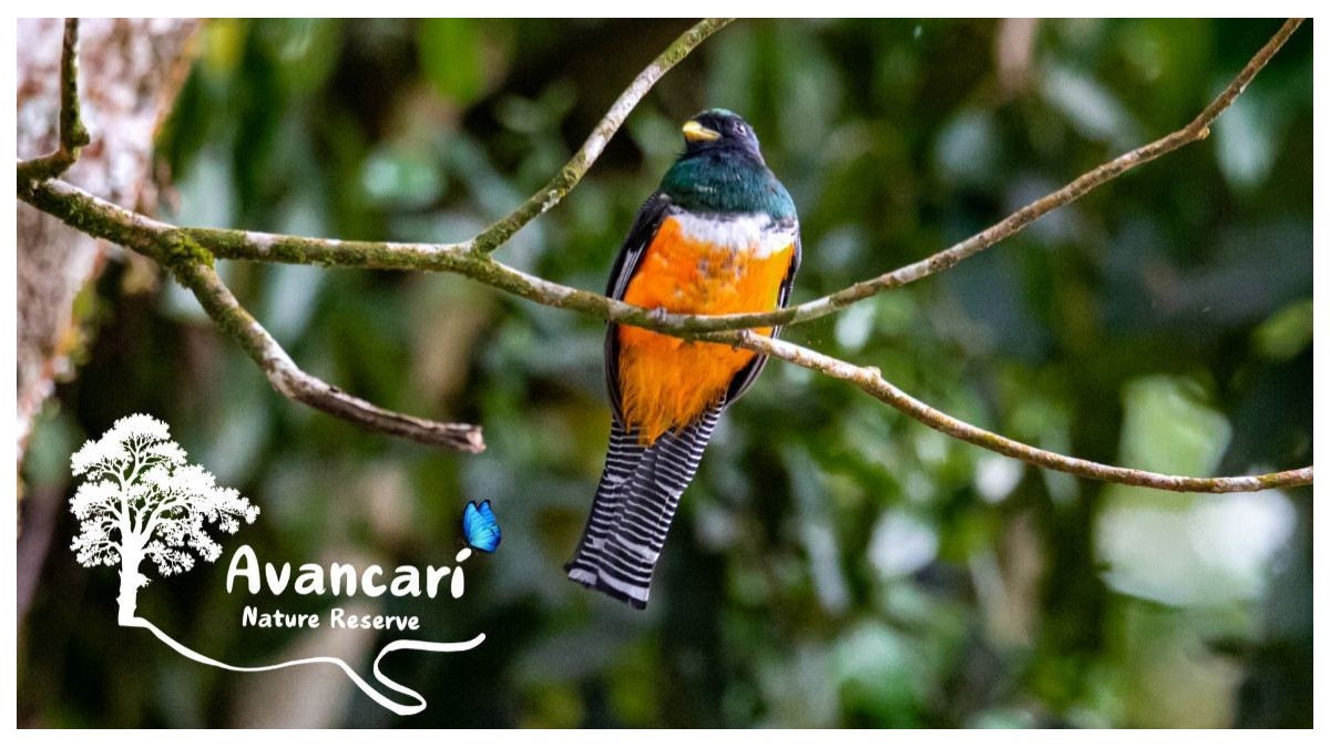 Tour de Avistamiento de Aves