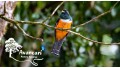 Tour de Avistamiento de Aves