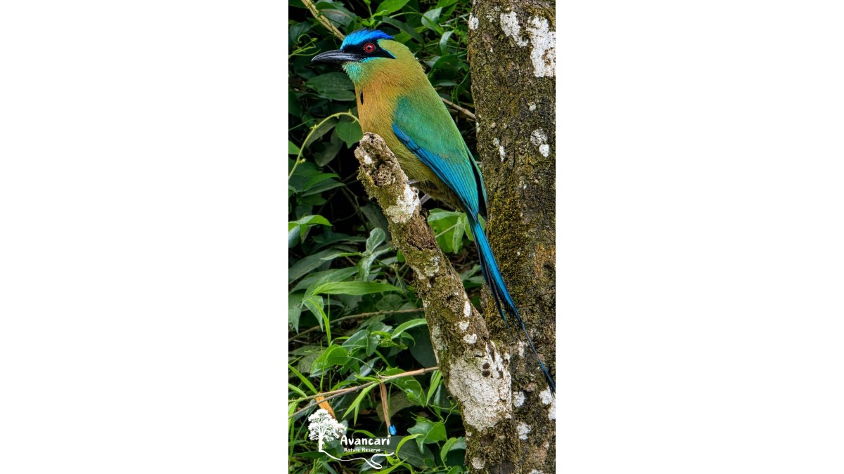 Tour de Avistamiento de Aves