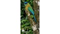 Tour de Avistamiento de Aves
