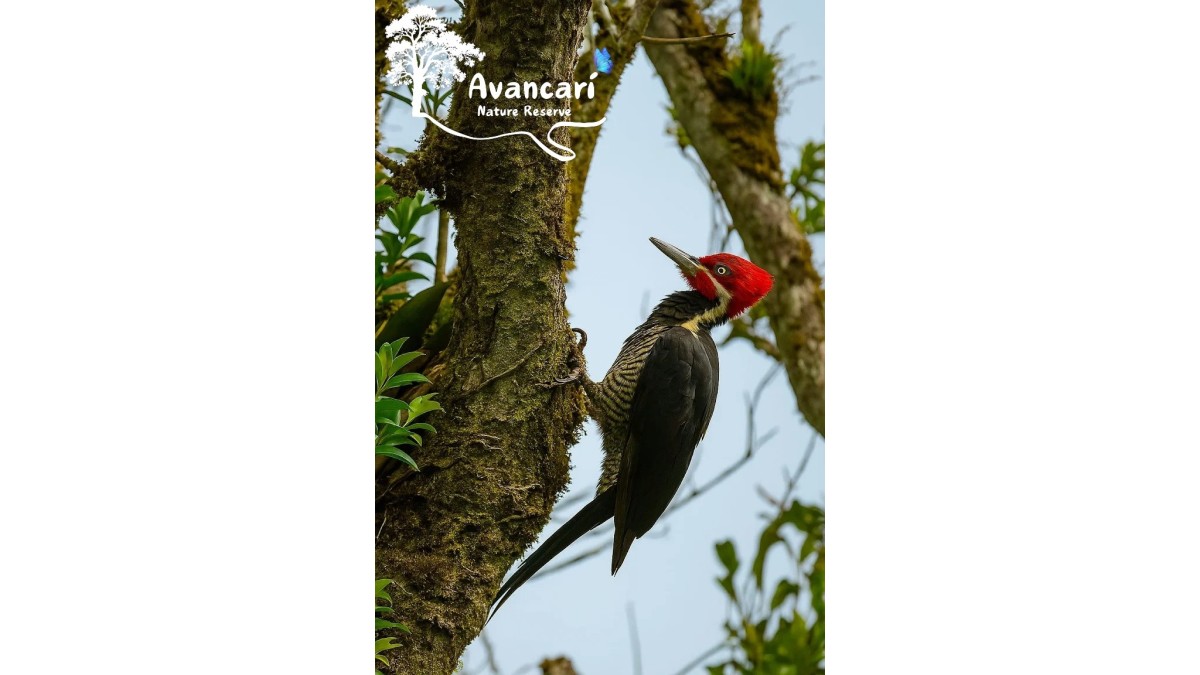 Tour de Avistamiento de Aves