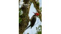 Birdwatching Tour