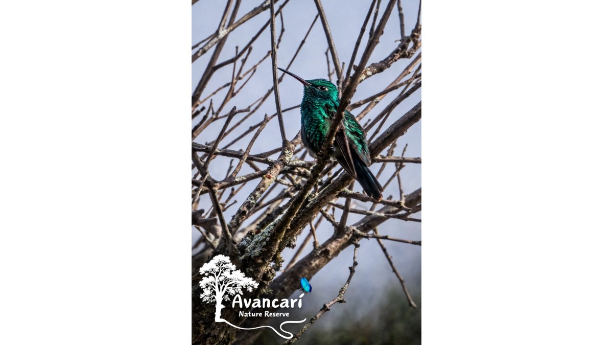 Birdwatching Tour