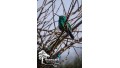 Birdwatching Tour