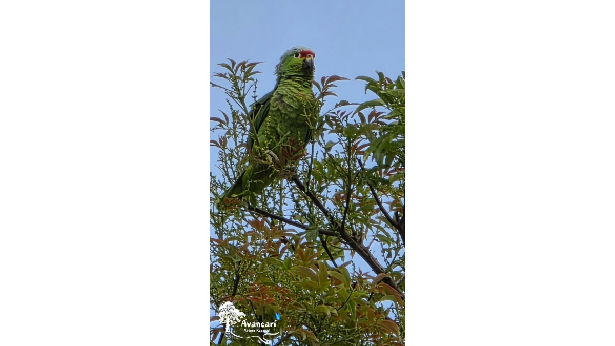 Birdwatching Tour