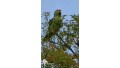 Birdwatching Tour