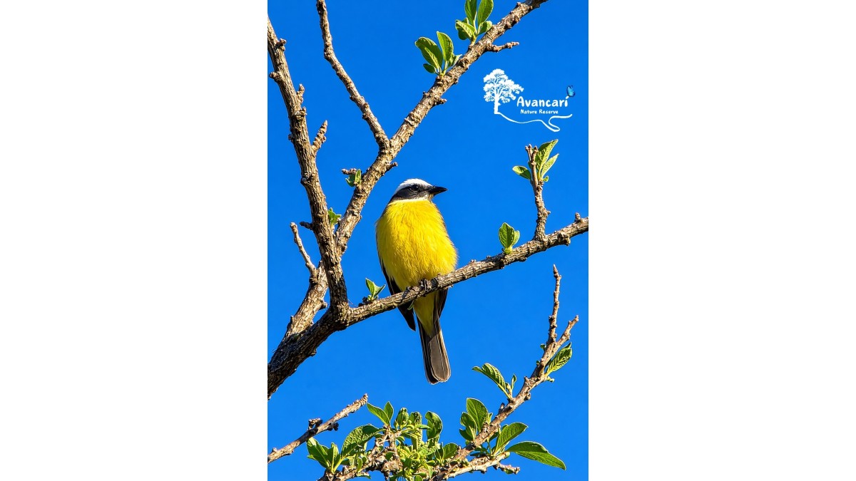 Birdwatching Tour