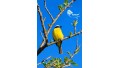 Birdwatching Tour