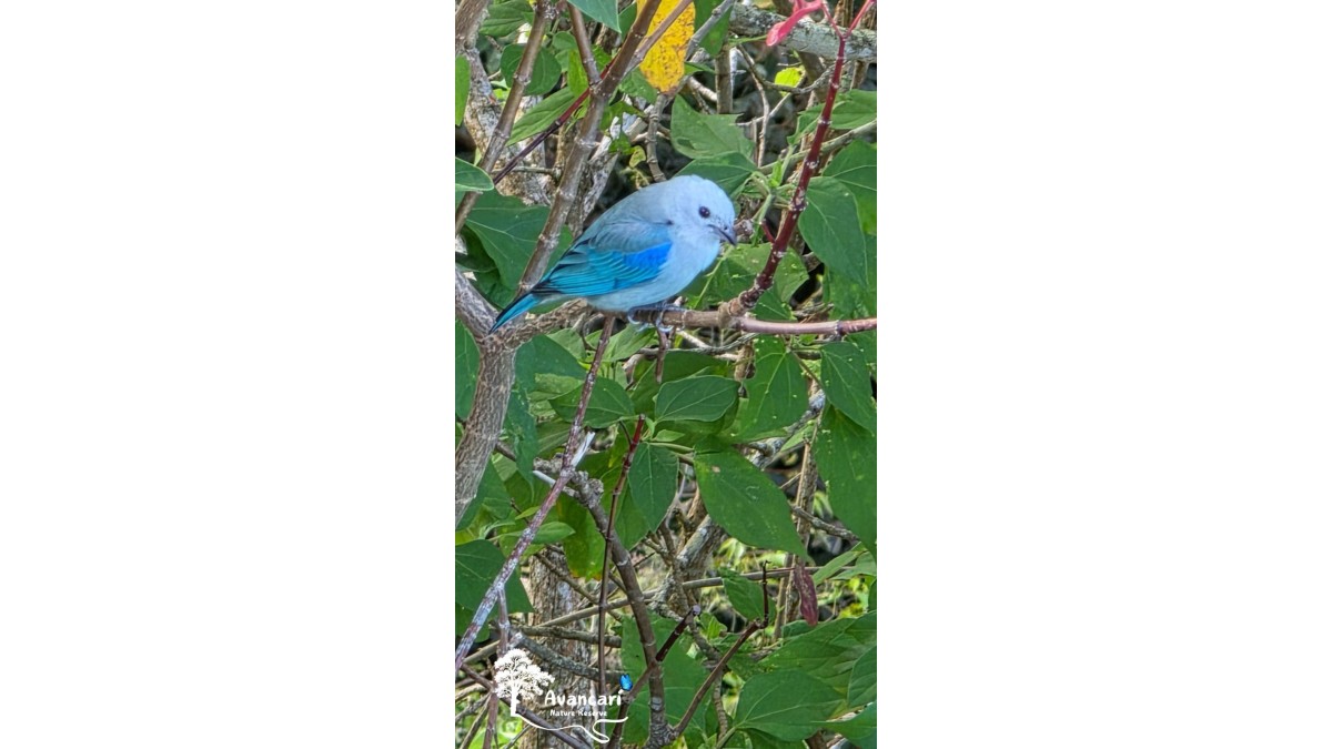 Birdwatching Tour