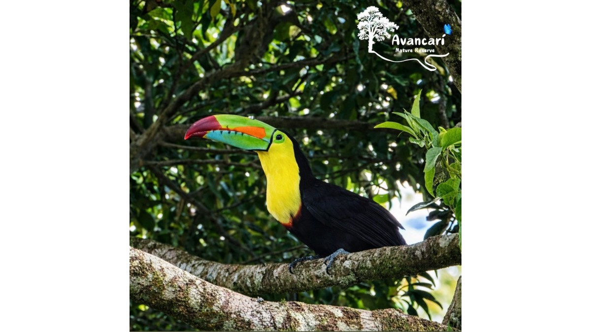 Tour de Avistamiento de Aves