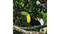 Tour de Avistamiento de Aves