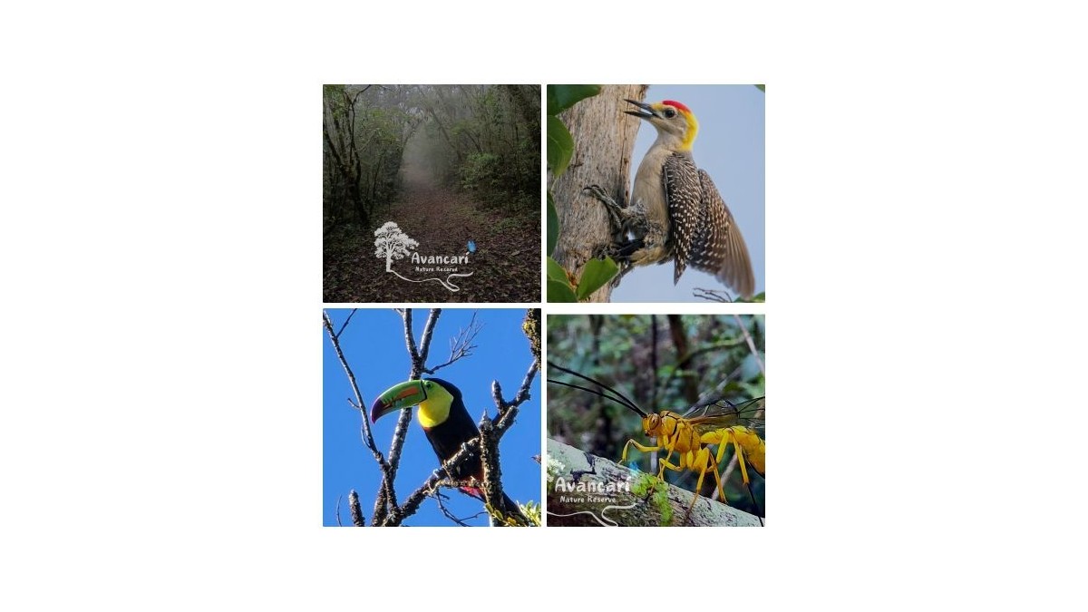 Tour de Avistamiento de Aves