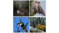 Tour de Avistamiento de Aves