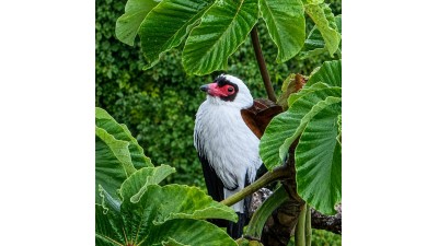 
              Birdwatching Tour
              