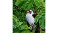 Tour de Avistamiento de Aves