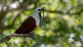 Tour de Avistamiento de Aves