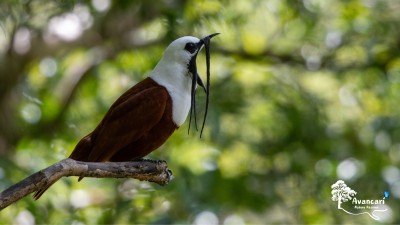 
              Tour de Avistamiento de Aves
              