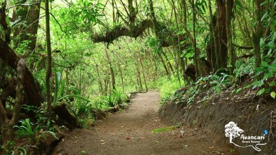 
              Self-Guided Hike
              