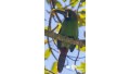 Birdwatching Tour