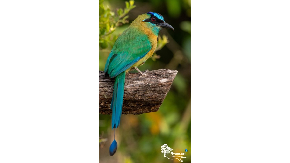 Birdwatching Tour
