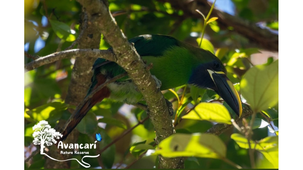 Tour de Avistamiento de Aves