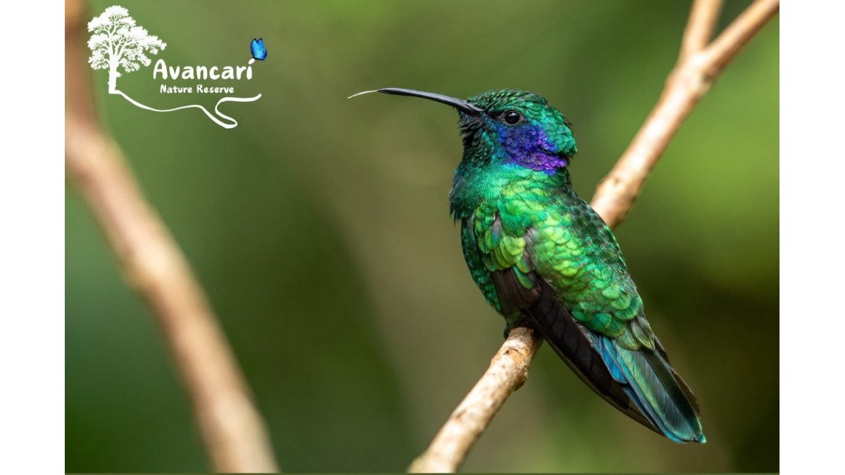 Birdwatching Tour