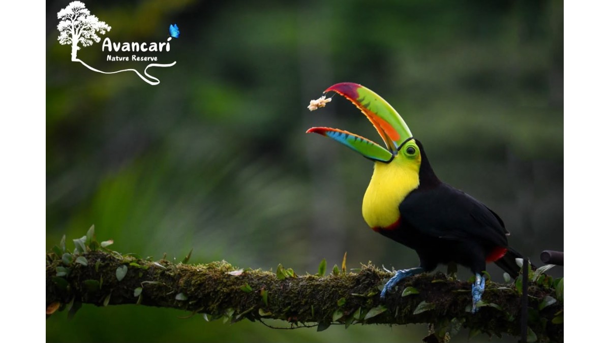 Tour de Avistamiento de Aves
