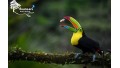 Birdwatching Tour