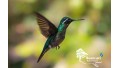 Tour de Avistamiento de Aves